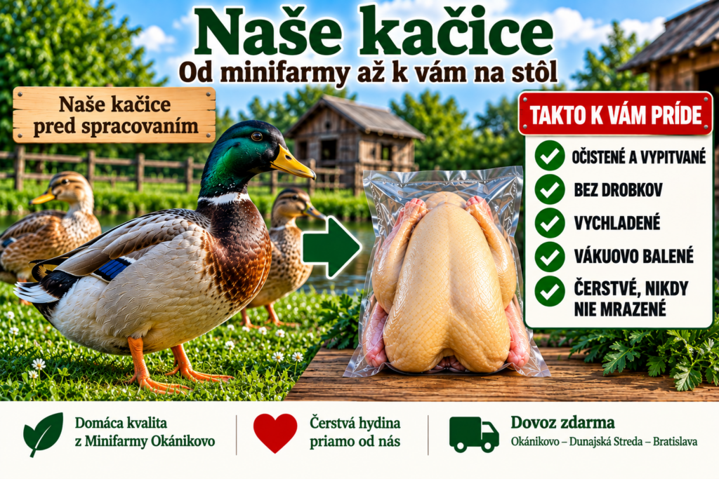 Domáca kačica z Minifarmy Okánikovo